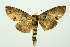  (Phalera sangana - RMNH.INS.1295868)  @11 [ ] CreativeCommons Attribution Non-Commercial Share-Alike (2022) Unspecified Naturalis Biodiversity Center
