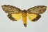  ( - RMNH.INS.1295887)  @11 [ ] CreativeCommons Attribution Non-Commercial Share-Alike (2022) Unspecified Naturalis Biodiversity Center