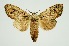  (Syntypistis jupiter - RMNH.INS.1295895)  @11 [ ] CreativeCommons Attribution Non-Commercial Share-Alike (2022) Unspecified Naturalis Biodiversity Center
