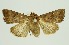  (Athetis pseudolineosa - RMNH.INS.1295908)  @11 [ ] CreativeCommons Attribution Non-Commercial Share-Alike (2022) Unspecified Naturalis Biodiversity Center