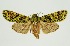  (Checupa fortissima - RMNH.INS.1295914)  @11 [ ] CreativeCommons Attribution Non-Commercial Share-Alike (2022) Unspecified Naturalis Biodiversity Center