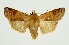  (Conistra anonyma - RMNH.INS.1295915)  @11 [ ] CreativeCommons Attribution Non-Commercial Share-Alike (2022) Unspecified Naturalis Biodiversity Center