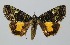  (Olivenebula pulcherrima - RMNH.INS.1295924)  @11 [ ] CreativeCommons Attribution Non-Commercial Share-Alike (2022) Unspecified Naturalis Biodiversity Center