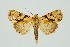  ( - RMNH.INS.1295930)  @11 [ ] CreativeCommons Attribution Non-Commercial Share-Alike (2022) Unspecified Naturalis Biodiversity Center