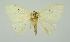  (Arctornis comma - RMNH.INS.1295942)  @11 [ ] CreativeCommons Attribution Non-Commercial Share-Alike (2022) Unspecified Naturalis Biodiversity Center
