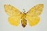  (Cispia punctifascia - RMNH.INS.1295943)  @11 [ ] CreativeCommons Attribution Non-Commercial Share-Alike (2022) Unspecified Naturalis Biodiversity Center