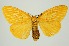  (Cispia - RMNH.INS.1295944)  @11 [ ] CreativeCommons Attribution Non-Commercial Share-Alike (2022) Unspecified Naturalis Biodiversity Center