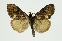  (Dasychira flavimacula - RMNH.INS.1295945)  @11 [ ] CreativeCommons Attribution Non-Commercial Share-Alike (2022) Unspecified Naturalis Biodiversity Center