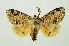  (Calliteara complicata - RMNH.INS.1295947)  @11 [ ] CreativeCommons Attribution Non-Commercial Share-Alike (2022) Unspecified Naturalis Biodiversity Center