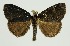  (Ilema cyrteschata - RMNH.INS.1295966)  @11 [ ] CreativeCommons Attribution Non-Commercial Share-Alike (2022) Unspecified Naturalis Biodiversity Center