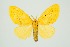  (Nygmia plana - RMNH.INS.1295967)  @11 [ ] CreativeCommons Attribution Non-Commercial Share-Alike (2022) Unspecified Naturalis Biodiversity Center