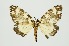  (Lymantria marginata - RMNH.INS.1295971)  @11 [ ] CreativeCommons Attribution Non-Commercial Share-Alike (2022) Unspecified Naturalis Biodiversity Center