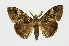  ( - RMNH.INS.1295977)  @11 [ ] CreativeCommons Attribution Non-Commercial Share-Alike (2022) Unspecified Naturalis Biodiversity Center