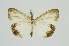  (Pantana delineata - RMNH.INS.1295981)  @11 [ ] CreativeCommons Attribution Non-Commercial Share-Alike (2022) Unspecified Naturalis Biodiversity Center
