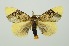  (Pida apicalis - RMNH.INS.1295982)  @11 [ ] CreativeCommons Attribution Non-Commercial Share-Alike (2022) Unspecified Naturalis Biodiversity Center
