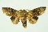  ( - RMNH.INS.1296010)  @11 [ ] CreativeCommons Attribution Non-Commercial Share-Alike (2022) Unspecified Naturalis Biodiversity Center