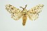  (Syntypistis subgeneris - RMNH.INS.1296015)  @11 [ ] CreativeCommons Attribution Non-Commercial Share-Alike (2022) Unspecified Naturalis Biodiversity Center