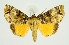  ( - RMNH.INS.1296049)  @11 [ ] CreativeCommons Attribution Non-Commercial Share-Alike (2022) Unspecified Naturalis Biodiversity Center