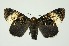 (Disepholcia - RMNH.INS.1296050)  @11 [ ] CreativeCommons Attribution Non-Commercial Share-Alike (2022) Unspecified Naturalis Biodiversity Center