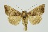  (Anadevidia hebetata - RMNH.INS.1296055)  @11 [ ] CreativeCommons Attribution Non-Commercial Share-Alike (2022) Unspecified Naturalis Biodiversity Center