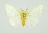  (Arctornis submarginata - RMNH.INS.1296818)  @11 [ ] CreativeCommons Attribution Non-Commercial Share-Alike (2022) Unspecified Naturalis Biodiversity Center