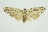  (Ethmia weleda - RMNH.INS.1296826)  @11 [ ] CreativeCommons Attribution Non-Commercial Share-Alike (2022) Unspecified Naturalis Biodiversity Center