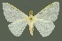  (Arctornis subvitrea - RMNH.INS.1296830)  @11 [ ] CreativeCommons Attribution Non-Commercial Share-Alike (2022) Unspecified Naturalis Biodiversity Center