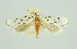  (Ethmia sp. 2_CG - RMNH.INS.1296838)  @11 [ ] CreativeCommons Attribution Non-Commercial Share-Alike (2022) Unspecified Naturalis Biodiversity Center