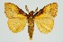  (Dasychira locuples - RMNH.INS.1296842)  @11 [ ] CreativeCommons Attribution Non-Commercial Share-Alike (2022) Unspecified Naturalis Biodiversity Center