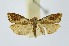  (Lepteucosma charassuncus - RMNH.INS.1296883)  @11 [ ] CreativeCommons Attribution Non-Commercial Share-Alike (2022) Unspecified Naturalis Biodiversity Center