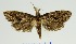  (Compsoctena sp. 1_CG - RMNH.INS.1296911)  @11 [ ] CreativeCommons Attribution Non-Commercial Share-Alike (2022) Unspecified Naturalis Biodiversity Center