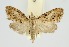  (Nola fuscantea - RMNH.INS.1296920)  @11 [ ] CreativeCommons Attribution Non-Commercial Share-Alike (2022) Unspecified Naturalis Biodiversity Center