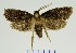  (Compsoctena sp. 2_CG - RMNH.INS.1296923)  @11 [ ] CreativeCommons Attribution Non-Commercial Share-Alike (2022) Unspecified Naturalis Biodiversity Center