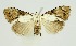  (Alcanola - RMNH.INS.1296930)  @11 [ ] CreativeCommons Attribution Non-Commercial Share-Alike (2022) Unspecified Naturalis Biodiversity Center