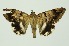  (Compsoctena sp. 3_CG - RMNH.INS.1296935)  @11 [ ] CreativeCommons Attribution Non-Commercial Share-Alike (2022) Unspecified Naturalis Biodiversity Center