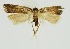  (Torodora namgaydemae - RMNH.INS.1296937)  @11 [ ] CreativeCommons Attribution Non-Commercial Share-Alike (2022) Unspecified Naturalis Biodiversity Center