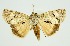  ( - RMNH.INS.1296938)  @11 [ ] CreativeCommons Attribution Non-Commercial Share-Alike (2022) Unspecified Naturalis Biodiversity Center