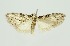  (Manoba subfuscataria - RMNH.INS.1296943)  @11 [ ] CreativeCommons Attribution Non-Commercial Share-Alike (2022) Unspecified Naturalis Biodiversity Center