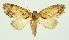  ( - RMNH.INS.1296944)  @11 [ ] CreativeCommons Attribution Non-Commercial Share-Alike (2022) Unspecified Naturalis Biodiversity Center