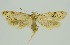  (Symmoca anaphracta - RMNH.INS.1296946)  @11 [ ] CreativeCommons Attribution Non-Commercial Share-Alike (2022) Unspecified Naturalis Biodiversity Center