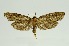  (Compsoctena sp. 4_CG - RMNH.INS.1296947)  @11 [ ] CreativeCommons Attribution Non-Commercial Share-Alike (2022) Unspecified Naturalis Biodiversity Center