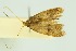  (Lecithocera cornutima - RMNH.INS.1296948)  @11 [ ] CreativeCommons Attribution Non-Commercial Share-Alike (2022) Unspecified Naturalis Biodiversity Center