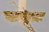  (Torodora quadrangulata - RMNH.INS.1296949)  @11 [ ] CreativeCommons Attribution Non-Commercial Share-Alike (2022) Unspecified Naturalis Biodiversity Center