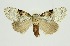  (Meganola argentescens - RMNH.INS.1296955)  @11 [ ] CreativeCommons Attribution Non-Commercial Share-Alike (2022) Unspecified Naturalis Biodiversity Center