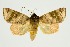  (Carea nitida - RMNH.INS.1296962)  @11 [ ] CreativeCommons Attribution Non-Commercial Share-Alike (2022) Unspecified Naturalis Biodiversity Center