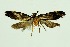  (Torodora sp. 4_CG - RMNH.INS.1296973)  @11 [ ] CreativeCommons Attribution Non-Commercial Share-Alike (2022) Unspecified Naturalis Biodiversity Center