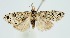  (Meganola scripta - RMNH.INS.1296979)  @11 [ ] CreativeCommons Attribution Non-Commercial Share-Alike (2022) Unspecified Naturalis Biodiversity Center