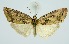  (Kerala punctilineata - RMNH.INS.1296987)  @11 [ ] CreativeCommons Attribution Non-Commercial Share-Alike (2022) Unspecified Naturalis Biodiversity Center