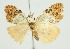  (Hampsonola latiscripta - RMNH.INS.1296990)  @11 [ ] CreativeCommons Attribution Non-Commercial Share-Alike (2022) Unspecified Naturalis Biodiversity Center