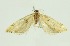  (Torodora sp. 3_CG - RMNH.INS.1296997)  @11 [ ] CreativeCommons Attribution Non-Commercial Share-Alike (2022) Unspecified Naturalis Biodiversity Center